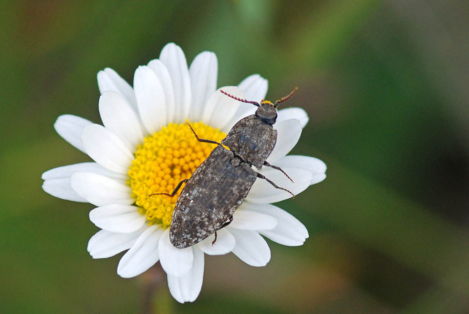 Elateridae, su margherita, sp.? Agrypnus murinus